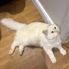 قط للتبني
