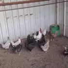 السلام عليكم ورحمة الله وبركاته دجاج للبيع