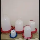 سقايات. دجاج. حمام. طيور.