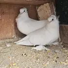 جوز روسي ابيض