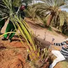 نخل للبيع سكري اخلاص شيشي دخيني نخيل صقعي روثانا غر نبوت