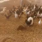 دجاج بياض وديوك وفراريج للبيع