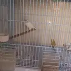 ذكر كناري ابيض مشروك ايراني سوري (( تم البيع ))