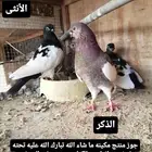 حمام شاينيز صيني