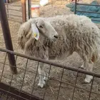 شاه حريه