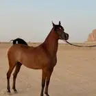 فرس دماء جمال ولقاح 5 شهور