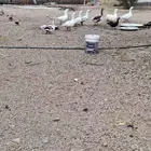 وز بلدي وبط