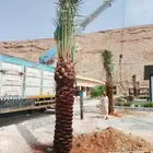 نخل للبيع سكري صقعي مجدول عنبر شهل نخيل عجوه مكتومي ونانه غر