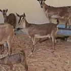 للبيع معزاء يمنيه متابيع ودفيع