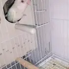 ذكر روز البينو