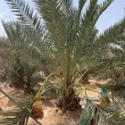 نخل للبيع نقايل فسائل نخيل مثمر واشنطني