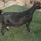 ماعز جنوبي للتواصل واتس فقط