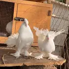 زوج حمام رقاصي