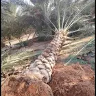 ترحيل وقشع النخيل ونقله من مكان الامكان اخر