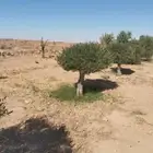 زيتون ونخل واشنطني