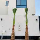 نخل وشنطونيا زينه ابومروحه