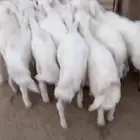 19 من البهم اسمان ونظاف وشعره ومشروط من كل شي