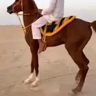 حصان مهر للبيع
