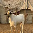 للبيع تيس بيشي اكحل