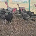رومي للبيع