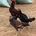 باكستاني سندي ديك و ثلاث دجاج