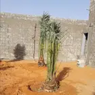 نخل جثايث نقايل اخلاص شيشي صقعي مجدول نخيل واشنطني عجوه خضري