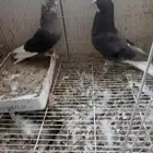 جوز قطيفي مذيل غره عروقه معقده