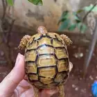 للبيع سلاحف سوريه نظيفه وبصحه ممتازه متوفر احجام مختلفه