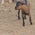 ماعز