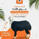 ذبيحة صدقه - ذبيحة نذر -ذبايح صدقه - ذبائح عقيقة - توصيل جده