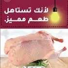 يتوفر بط بكيني بط مسكوفي ديوك احجام جامبو