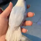 للبيع ببغاء الروز الأليف