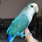 للبيع ببغاء الروز الأليف