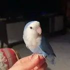 للبيع ببغاء الروز الأليف