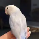 للبيع ببغاء روز الاليف