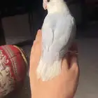 للبيع ببغاء الروز الأليف مناسب للأطفال