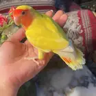 للبيع ببغاء الروز الأليف