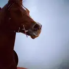 عروض خيل بخياله للاجار