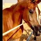 فرس واهو