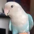 للبيع ببغاء الروز