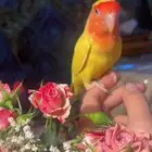 للبيع ببغاء الروز الأليف