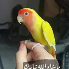 للبيع ببغاء الروز الأليف