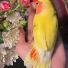 للبيع ببغاء الروز الأليف مناسب للأطفال