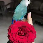 للبيع ببغاء الروز الأليف