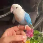 للبيع ببغاء الروز الأليف