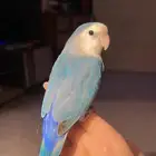 للبيع ببغاء الروز الأليف