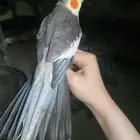 للبيع ببغاء الكروان الملكي