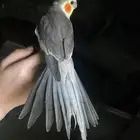 للبيع ببغاء الكروان الملكي