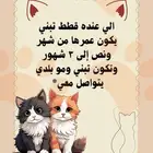 ابي قطط