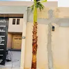نخل واشنطن زينه